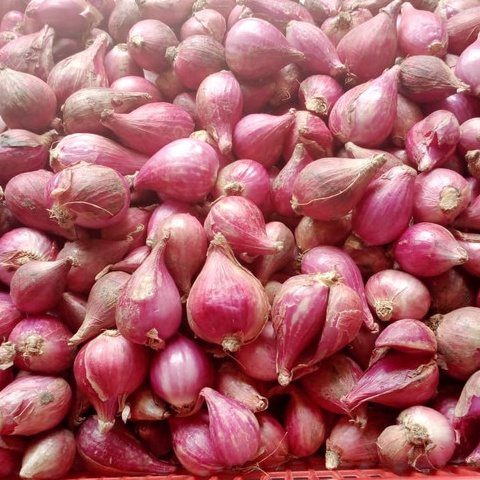 

PROMOVNB4 Bawang Merah Brebes Utuh Ukuran 1Kg 5gr YP