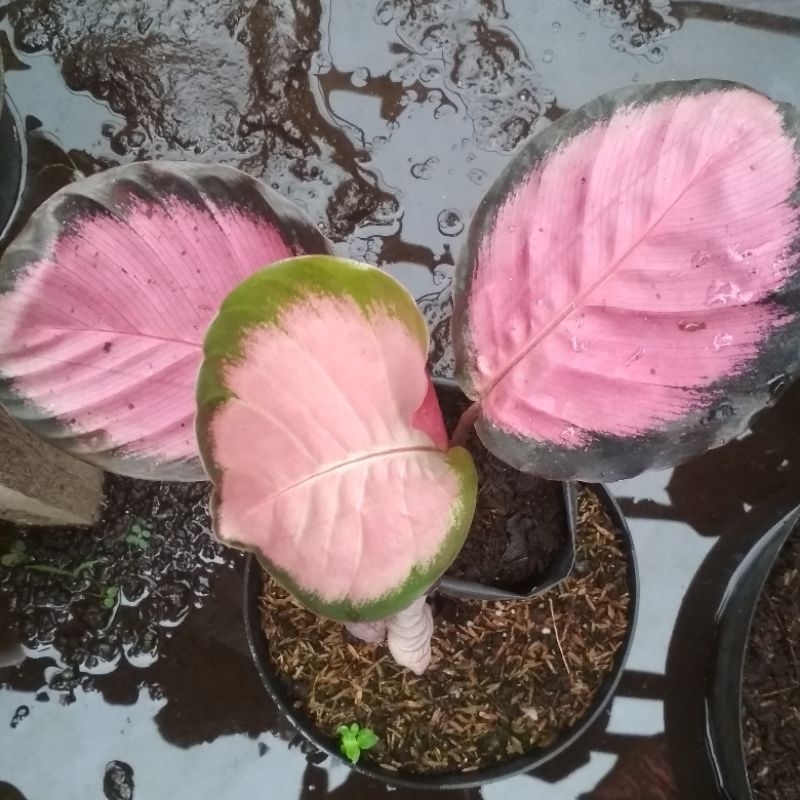 Calathea Crimson Calathea Pink