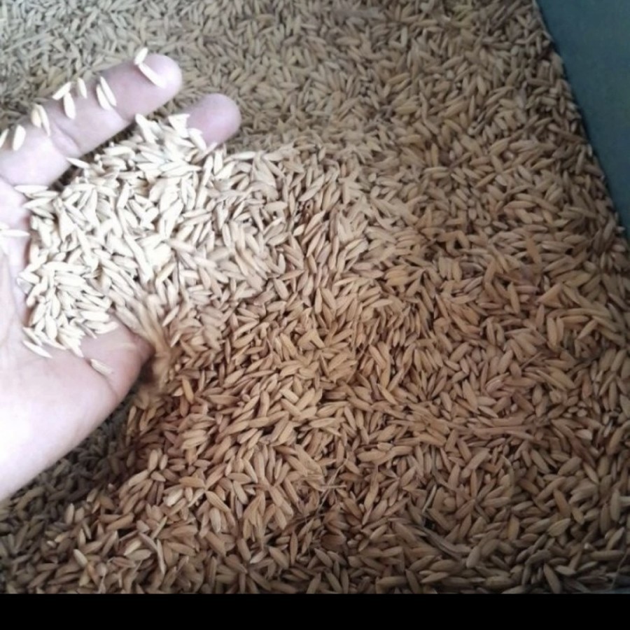 

GABAH PADI PUTIH 1KG