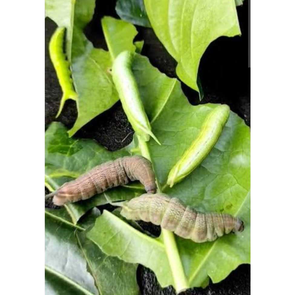 Ulat pace mengkudu umpan gacor galatama bawal dan lele