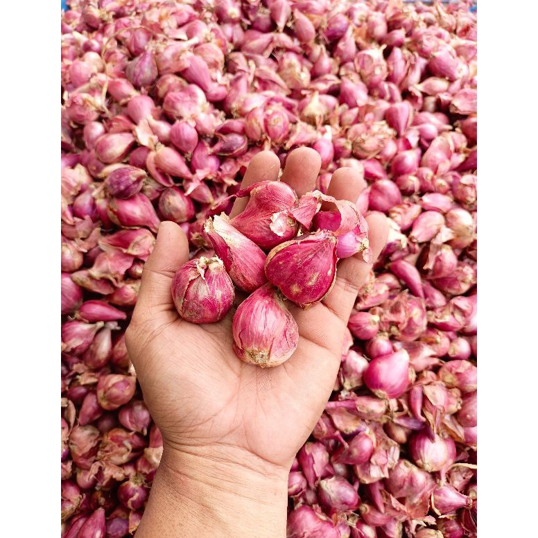 

Di Borong yuk Bawang merah 5gr 184