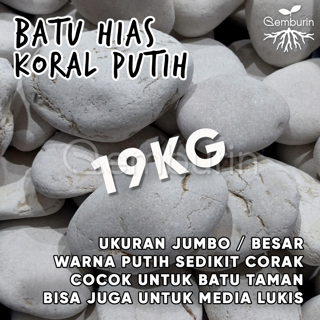 Batu Koral Putih 19-20 Kg BESAR JUMBO KARUNGAN / Batu Putih Kupang Hias Pebble Stone Taman / Media T