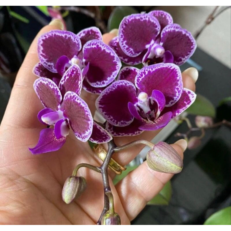 Anggrek Bulan Taiwan Spike - Anggrek Bulan ungu Taiwan spike siap berbunga