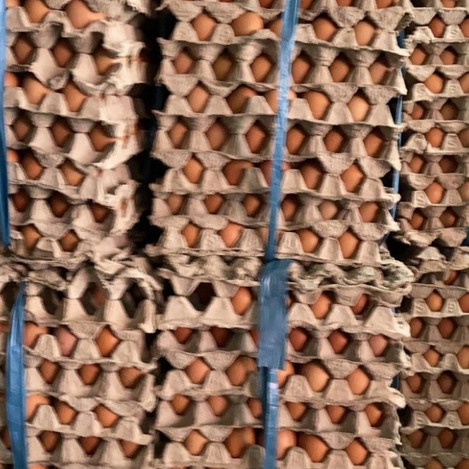 

TIPE DWM855 TELUR AYAM NEGRI HARGA PER KILO