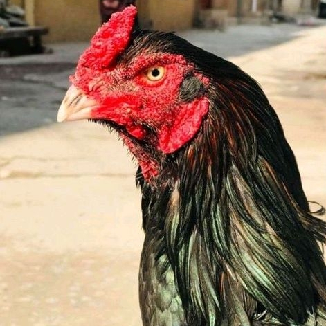 Telur Ayam Bangkok Untuk Ditetaskan Fertil