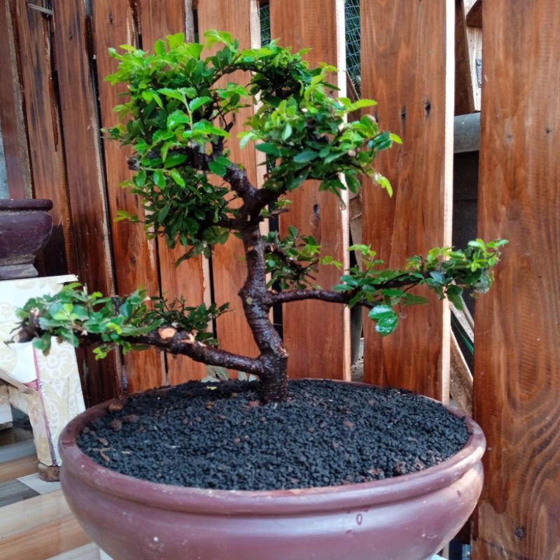 tanaman bonsai ulmus harga murah+pot