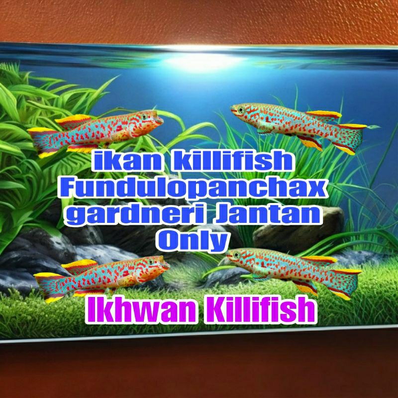 killifish Gardneri/aksesoris kebutuhan aquarium