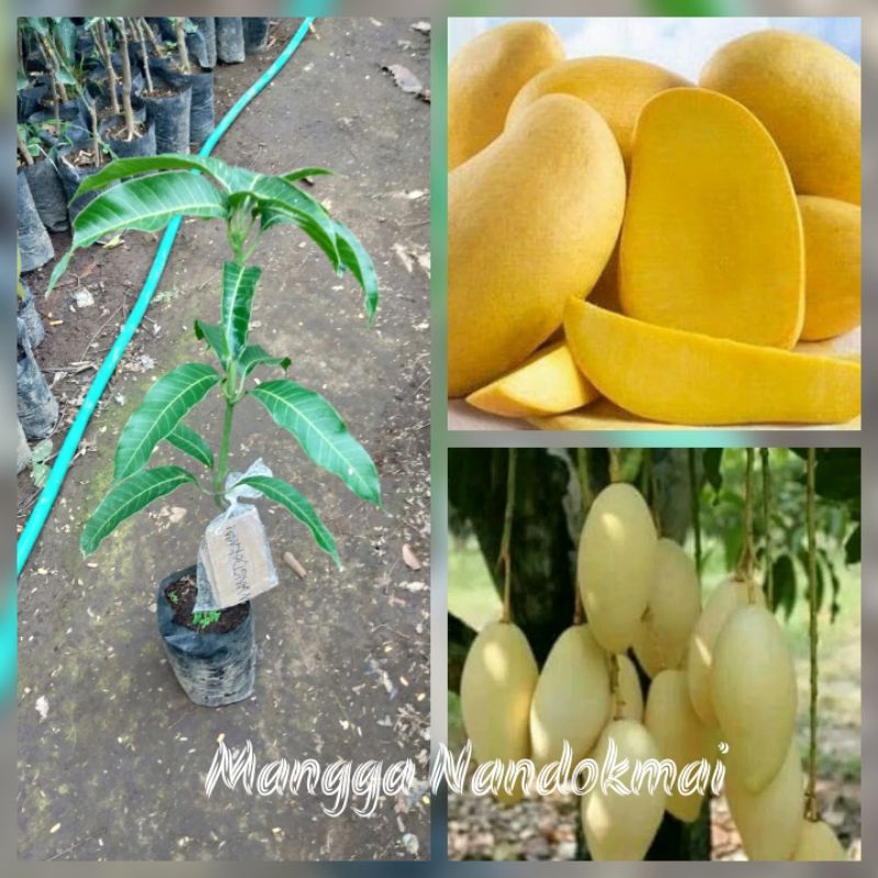 

mangga nandokmai