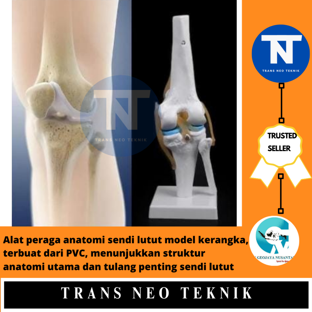 Alat peraga anatomi sendi lutut model kerangka, terbuat dari PVC, menunjukkan struktur anatomi utama
