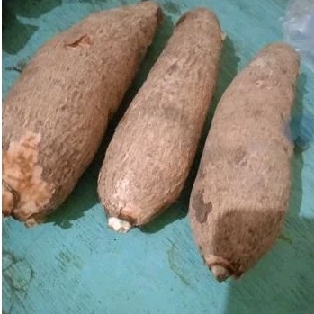 

Singkong Racun Sapi Turu/Singkong Genderuwo/Ubi Racun Ubi JawaAnti Kanker & Tumor Fresh 1kg