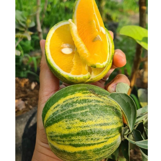 JERUK SUNKIST VARIGATA BERBUAH