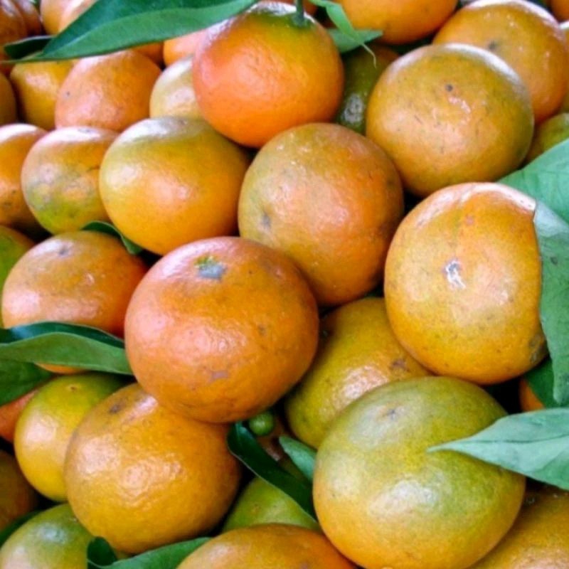 

[CosmicSoul] BUAH JERUK MEDAN
