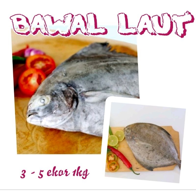 

BAWAL LAUT SUPER ISI 3-8 EKOR 900-1KG (SIP)