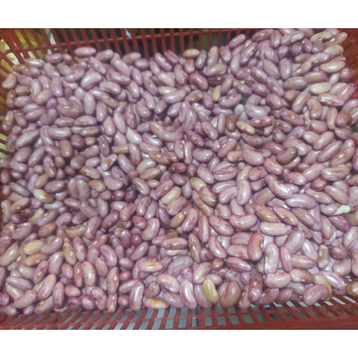 

Stok Banyak kacang joglomerah segar 25 gram