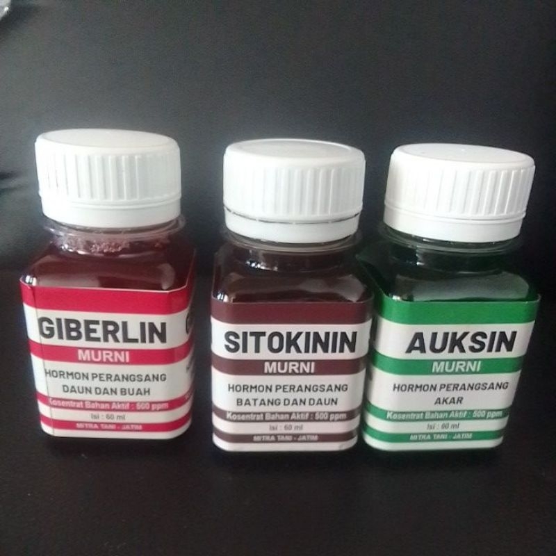 ZPT Tertumbuhan Tanaman Auksin, Sitokinin, Giberlin