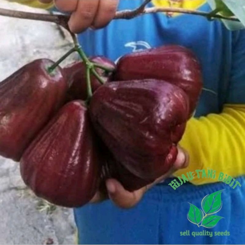 

Bibit Jambu Air Mutiara Hitam Valid Produksi Sendiri ( Beli 10 Gratis 1 Bibit Buah )