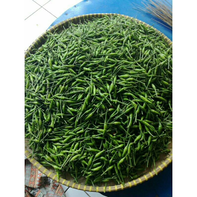 

cabai rawit hijau