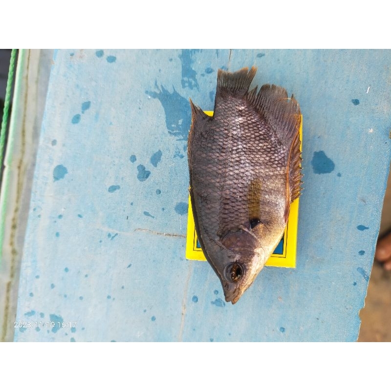 gurame soang ukuran korek box