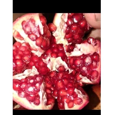 

Buah delima merah UK besar per buah