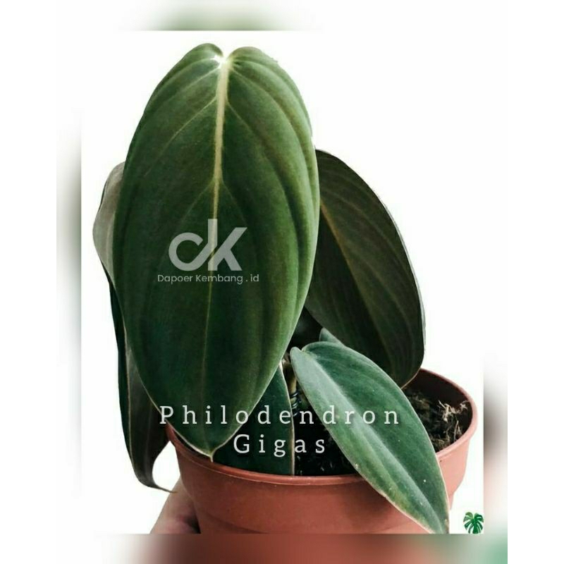 philodendron Gigas / gigas / tanaman hias / tanaman dekorasi
