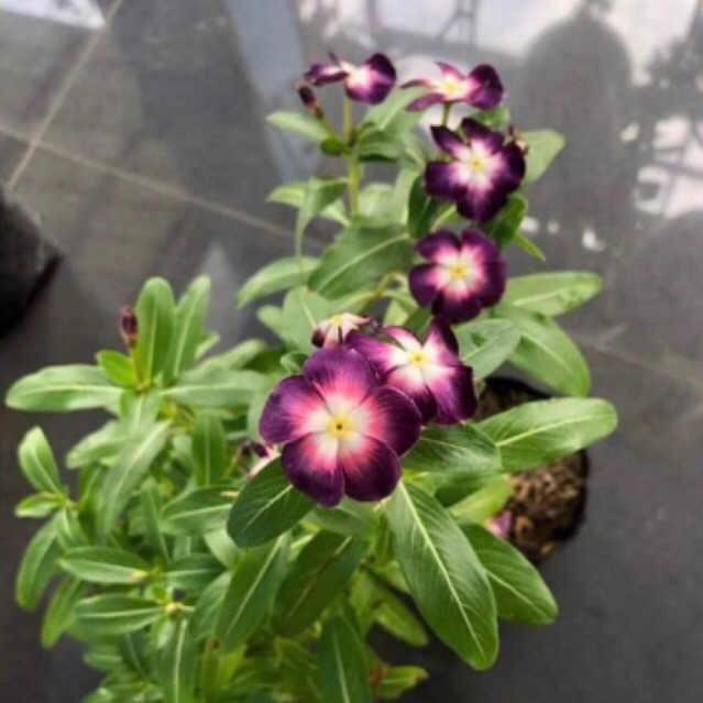 Biji / Benih Vinca Ningrum Aurela