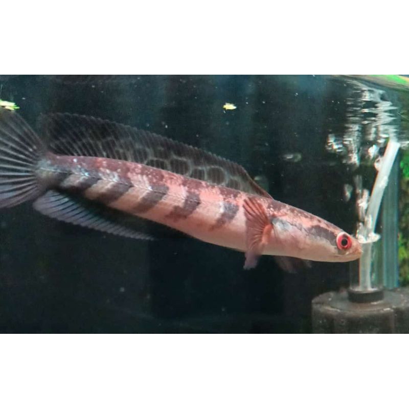 RED BARITO sz 12-15cm hrg 550k