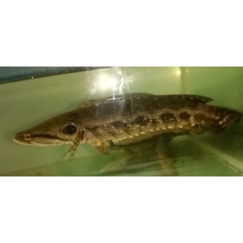 

Stiker Kihung / Luciuss 5 -19 cm