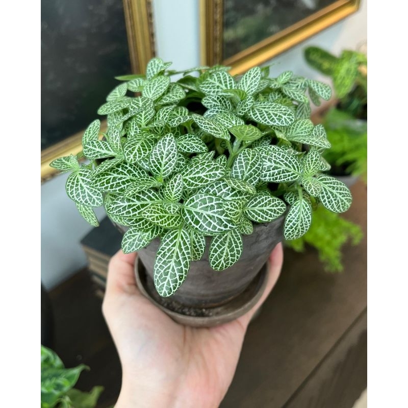 Fittonia mini white vein / fitonia putih kecil / pittonia mutiara mini