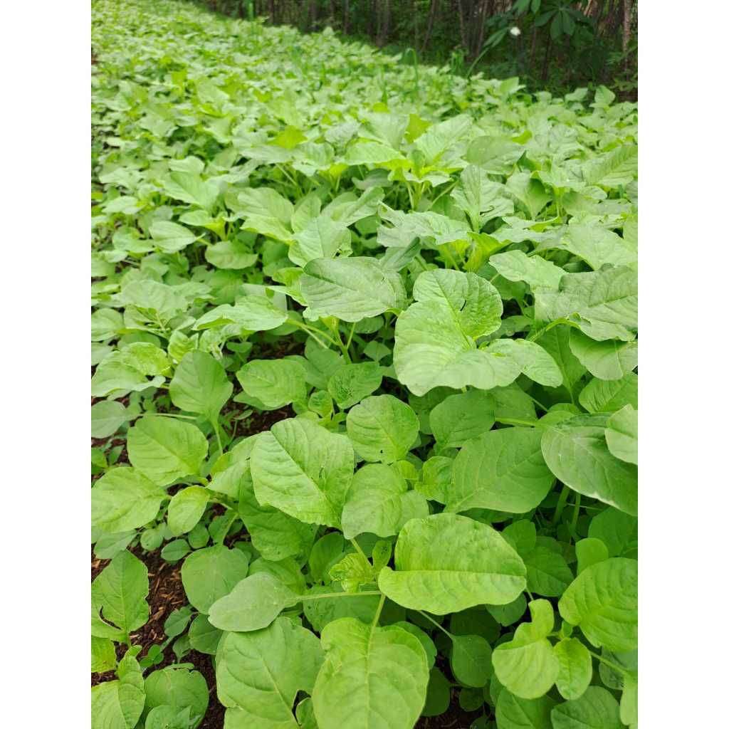 

BAYAM ORGANIK 1 KG - PETIK & LANGSUNG KIRIM