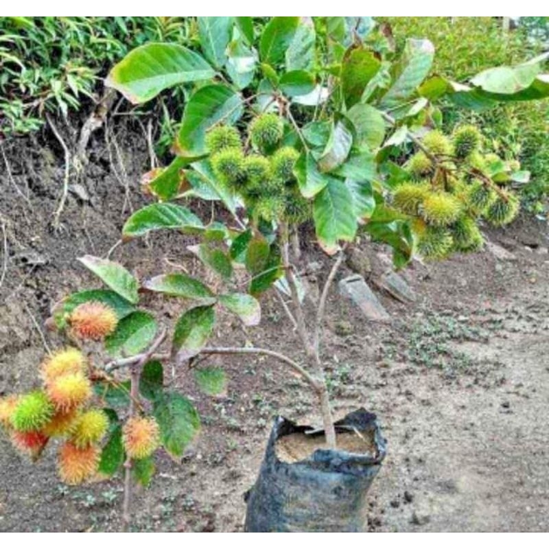 Bibit Rambutan Rapiah okulasi