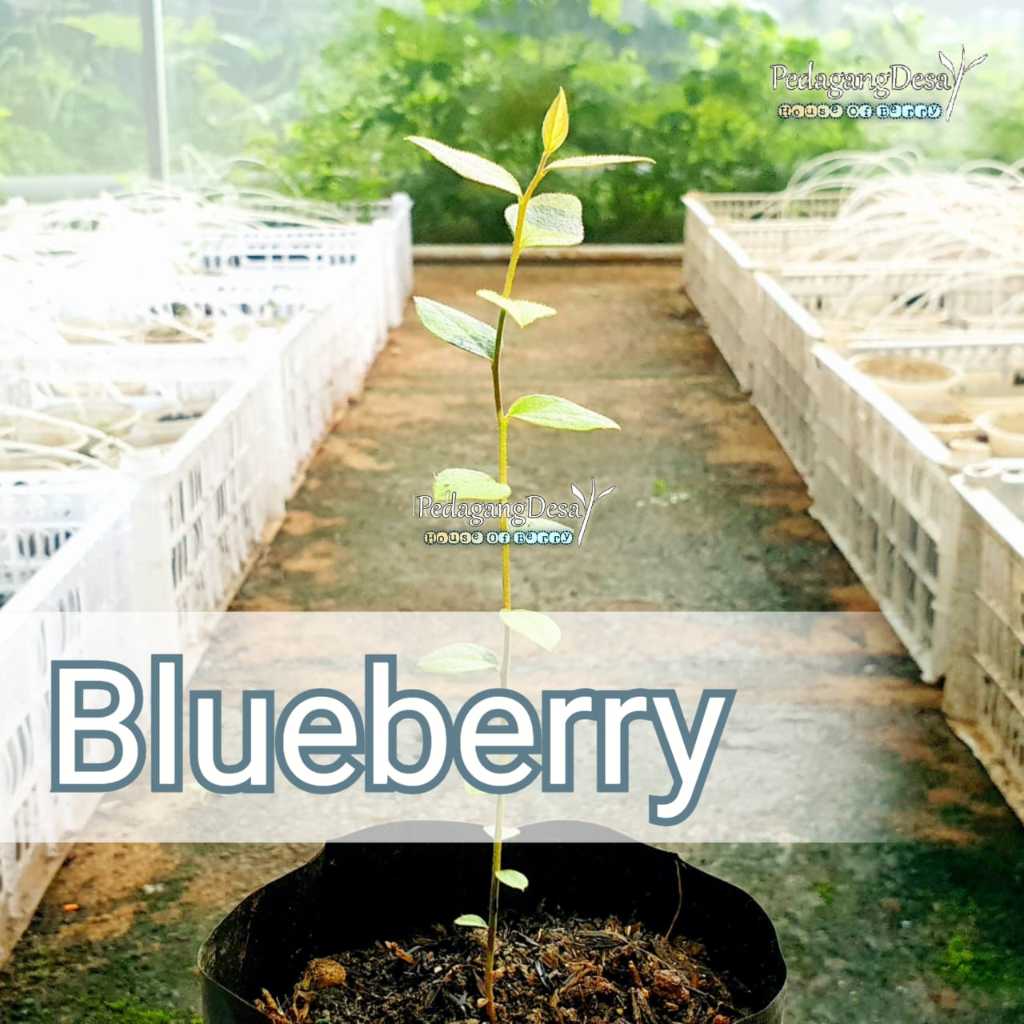 Bibit Blueberry Import Original | Dataran Rendah / Tinggi | Bibit Blue berry Import | PedagangDesa