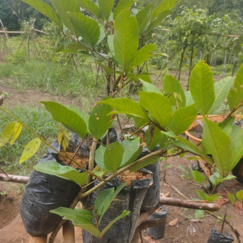 Bibit Rambutan Lengkeng (Bisa Tabulampot)