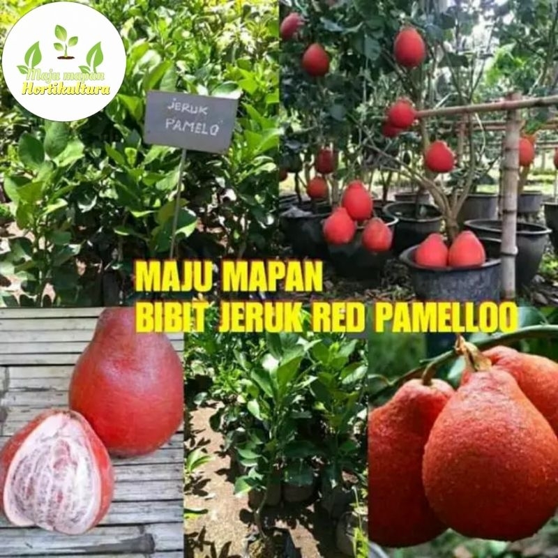 BIBIT JERUK RED PAMELO (JERUK BALI MERAH)