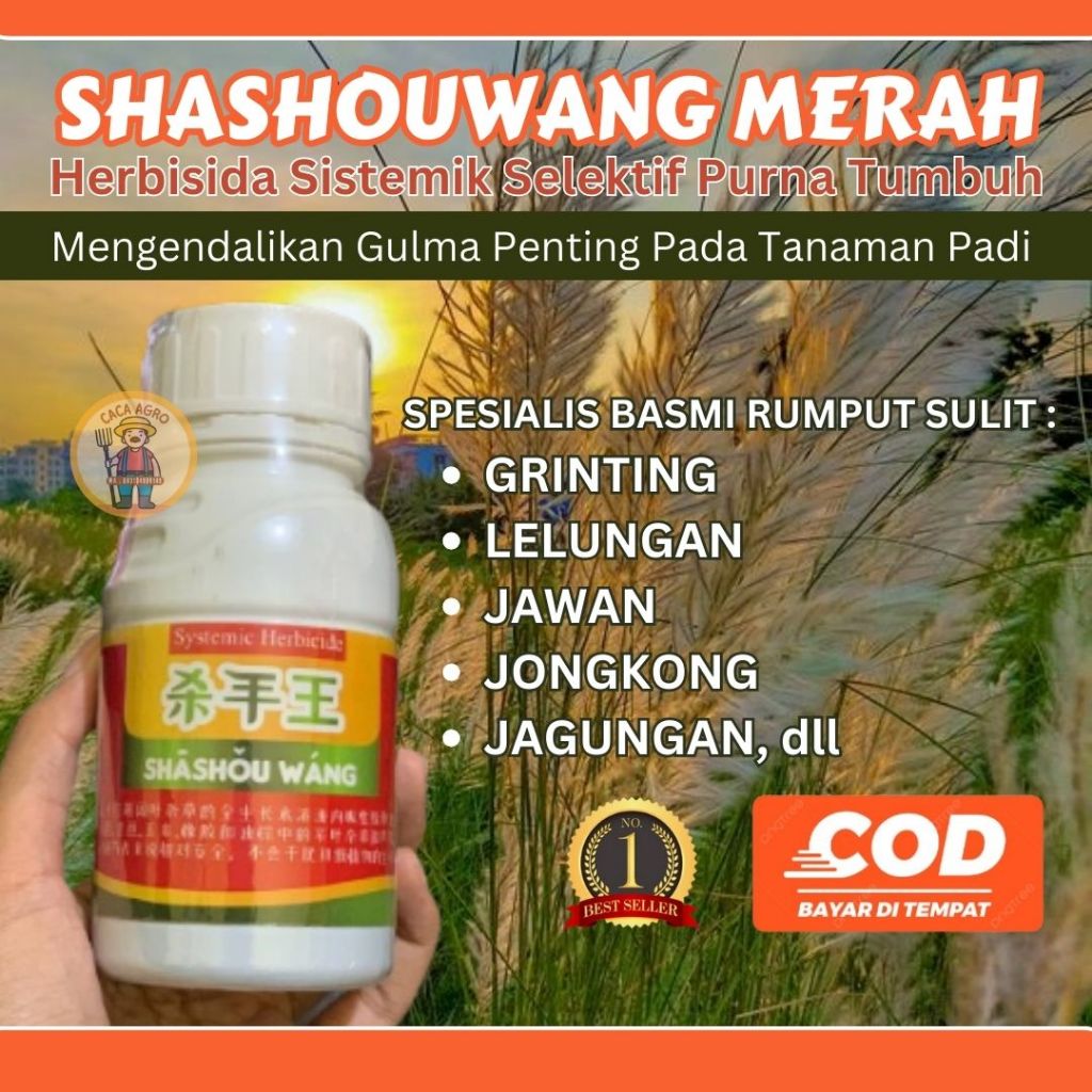 SHASHOU WANG MERAH - HERBISIDA SISTEMIK SELEKTIF SPESIALIS RUMPUT GRINTING,LELULANGAN,JAWAN,JONGKONG