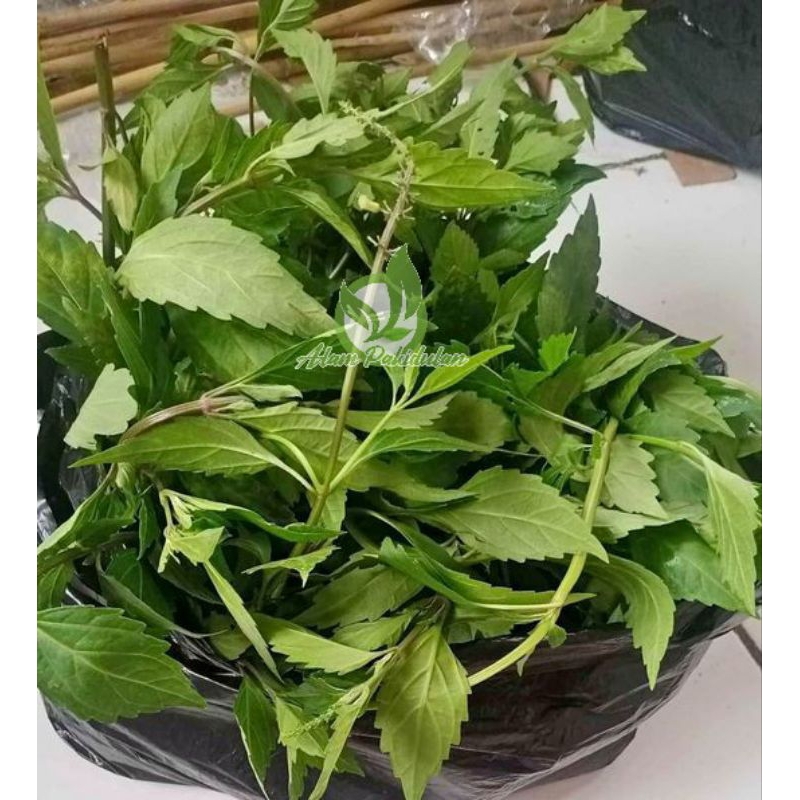 

Daun Kumis Kucing Fresh Order Baru Petik