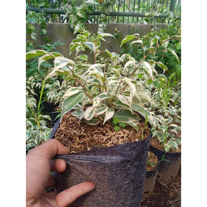 Beringin putih beringin variegata tanaman hias pohon beringin putih tanaman outdoor