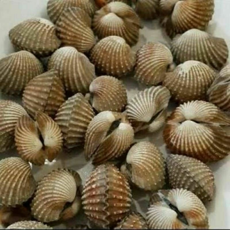 

kerang dara fresh harian 1 kg