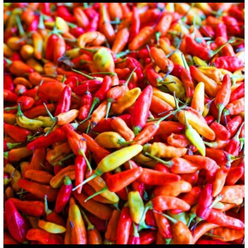 

Cabe rawit merah 250 gr