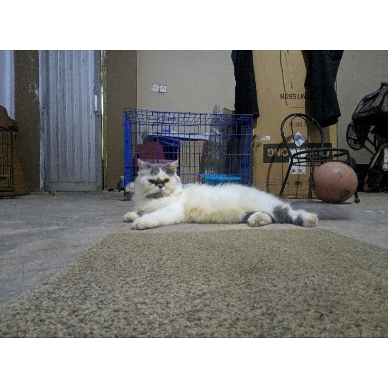 kucing persia flatnose kucing persia hidung pesek