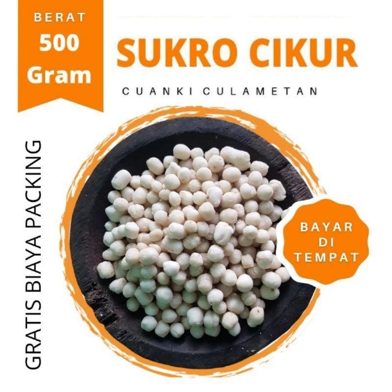 

Pilus kencur sukro cikur kiloan 500 gram