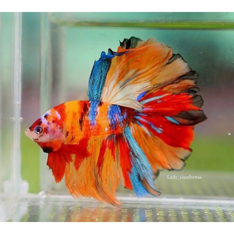 Halfmoon Multicolor Fulblok size L jumbo