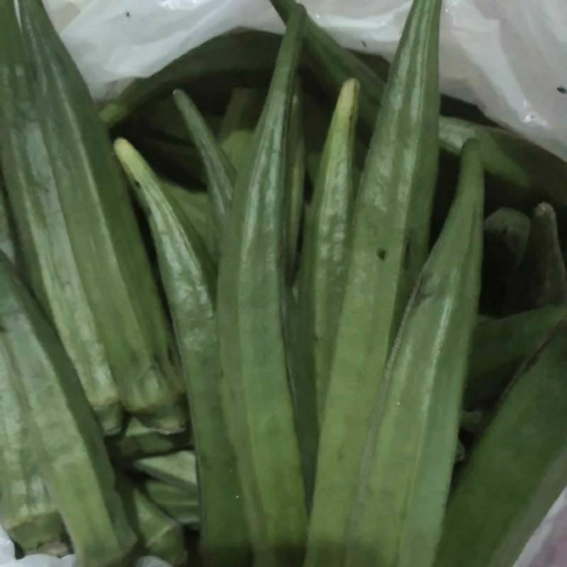

SAYUR OKRA BENDI LADYFINGER segar