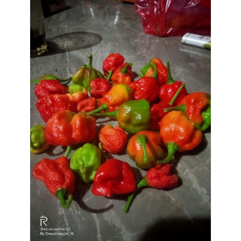 carolina reaper