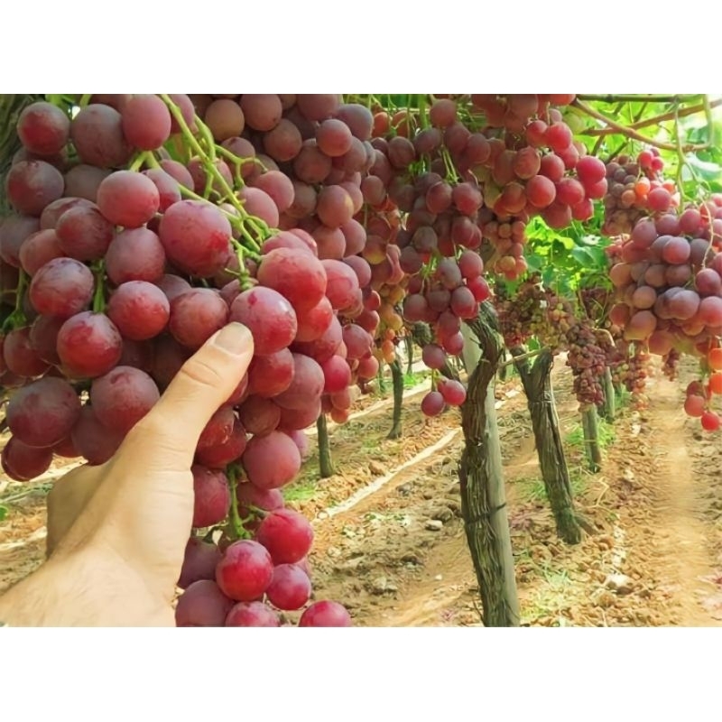 BIBIT BUAH ANGGUR SUDAH BERBUNGA DAN BERBUAH