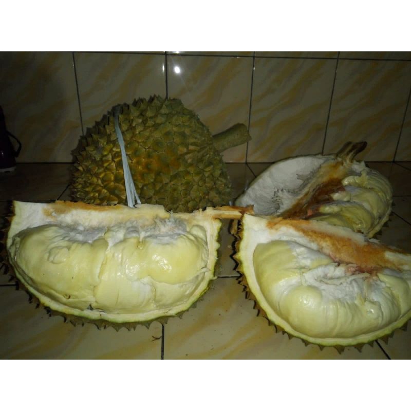 

Durian Montong Per kg