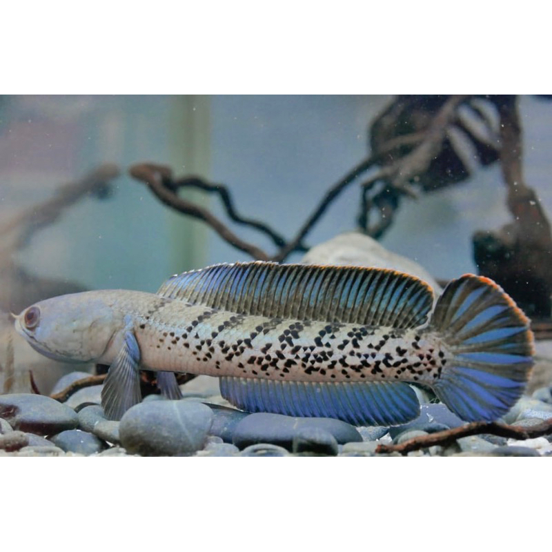 Stewarti baby 3-6cm