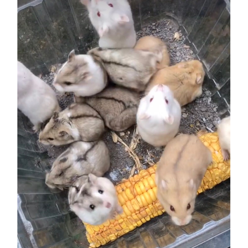 HAMSTER (jinak)