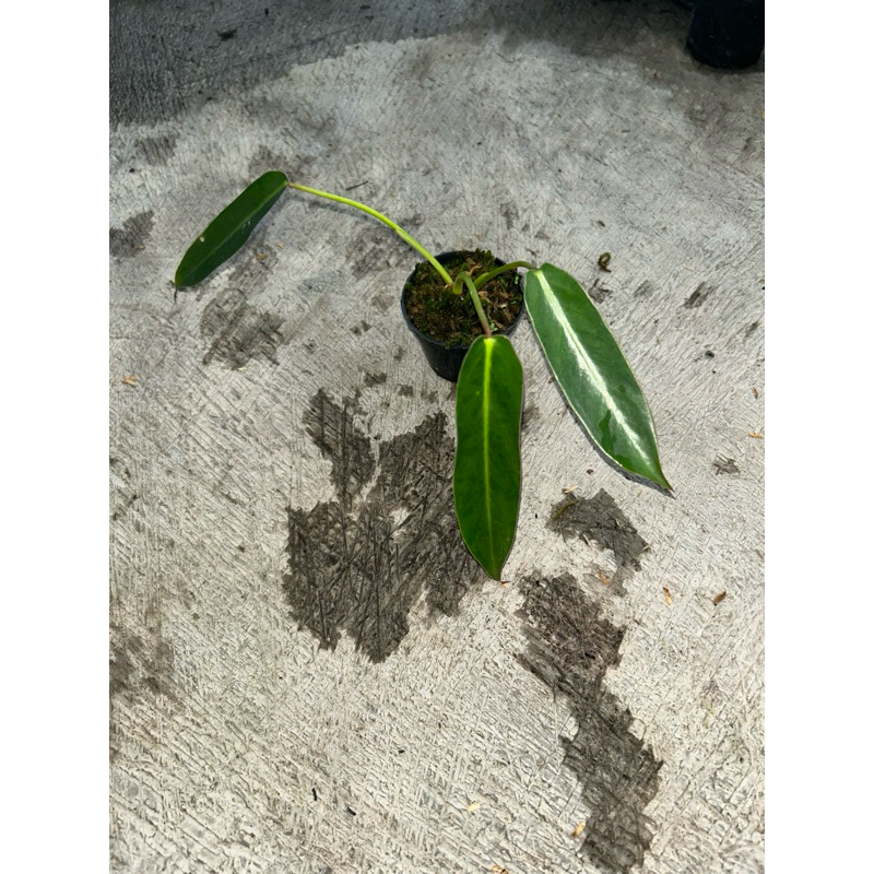 Philodendron Spiritus Sanctii