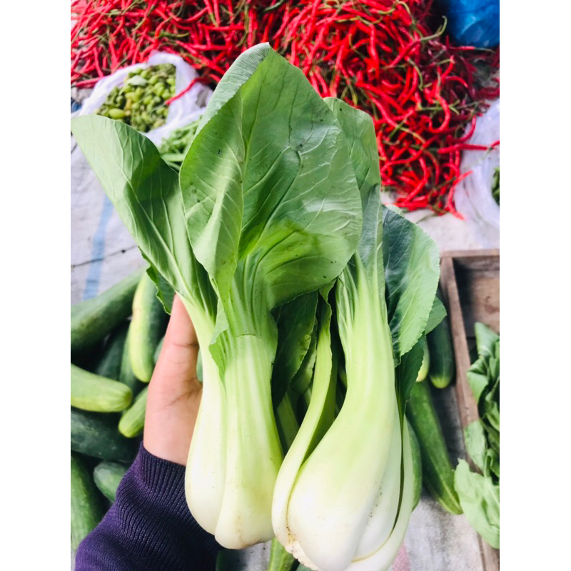 

Sayur pakcoi fresh berat 1 kg