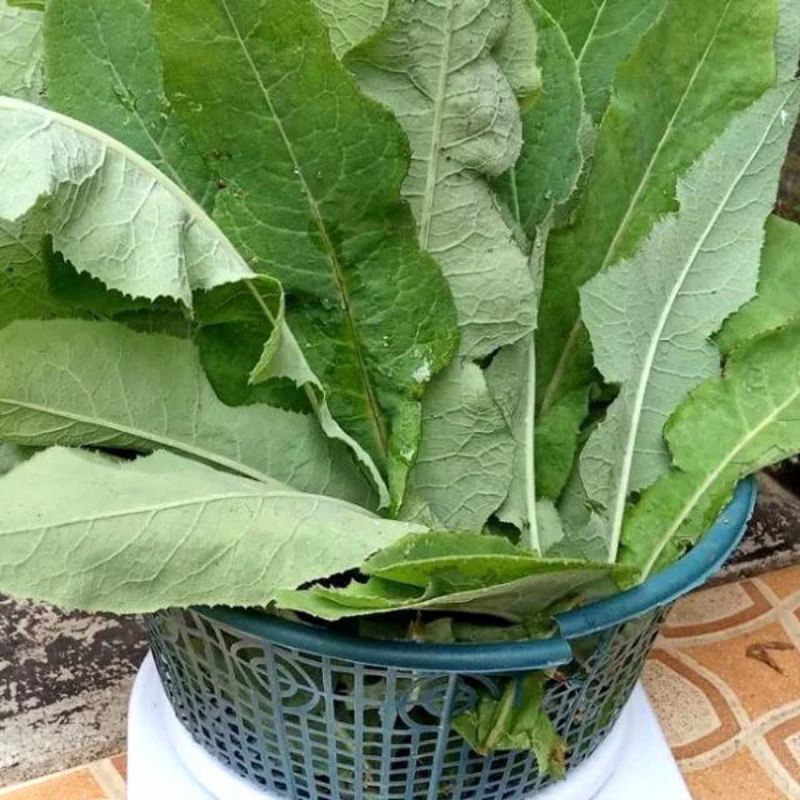 

Daun Tempuyung Segar Order Baru Petik - Obat Batu Ginjal
